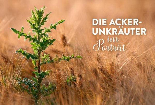 Produktbild: Geheimnisse der Unkr&auml;uter