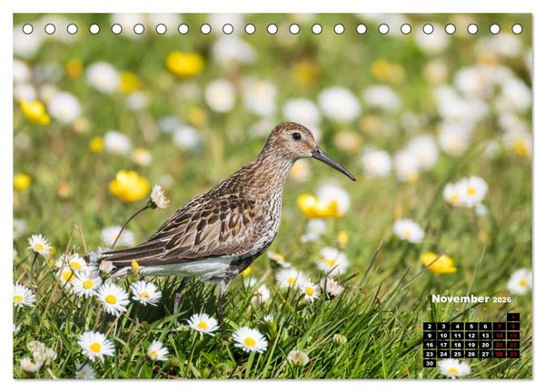 Produktbild: Die Vogelwelt der &Auml;u&szlig;eren Hebriden (Tischkalender 2026 DIN A5 quer), CALVENDO Monatskalender