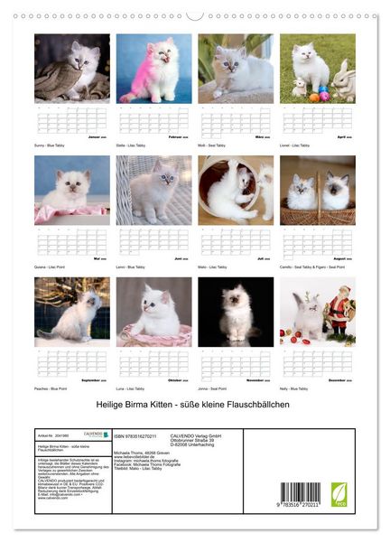 Produktbild: Heilige Birma Kitten - s&uuml;&szlig;e kleine Flauschb&auml;llchen (hochwertiger Premium Wandkalender 2026 DIN A2 hoch), Kunstdruck in Hochglanz