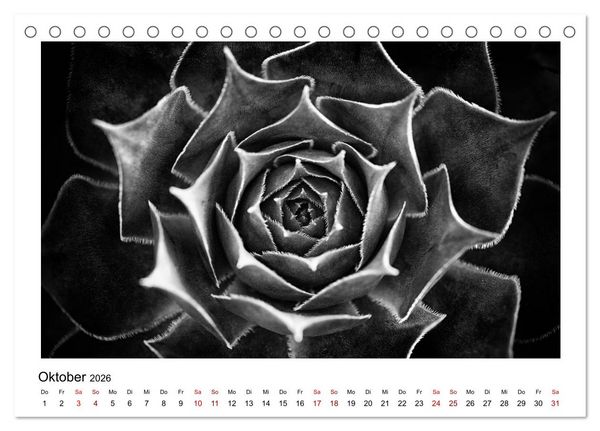 Produktbild: Die grafische Sch&ouml;nheit der Pflanzen &ndash; Schwarz-Wei&szlig; (Tischkalender 2026 DIN A5 quer), CALVENDO Monatskalender