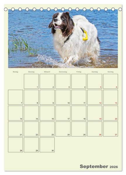 Produktbild: Faszination Landseer - Mit Plan durch das Jahr (Tischkalender 2026 DIN A5 hoch), CALVENDO Monatskalender