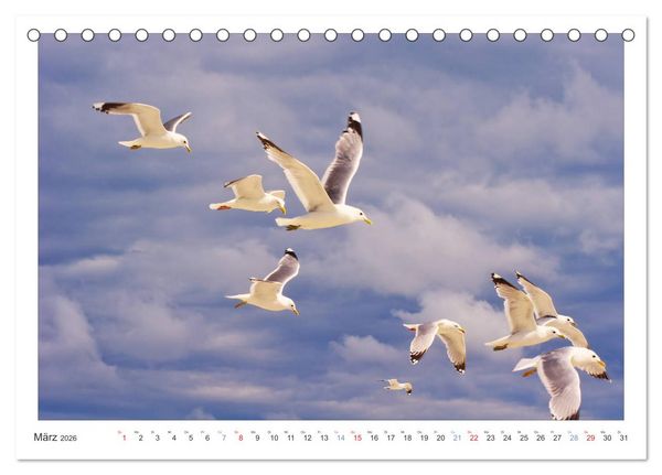 Produktbild: Impressionen der Nordseeinsel Amrum (Tischkalender 2026 DIN A5 quer), CALVENDO Monatskalender