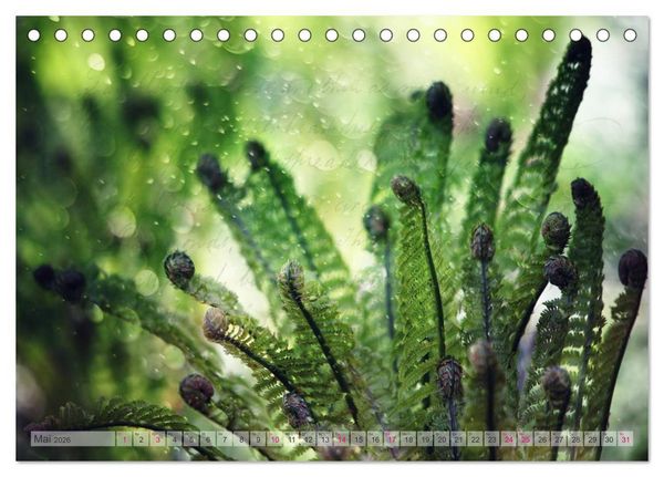 Produktbild: Vintage Nature - Romantische Naturaufnahmen (Tischkalender 2026 DIN A5 quer), CALVENDO Monatskalender