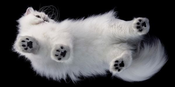 Produktbild: Katzen