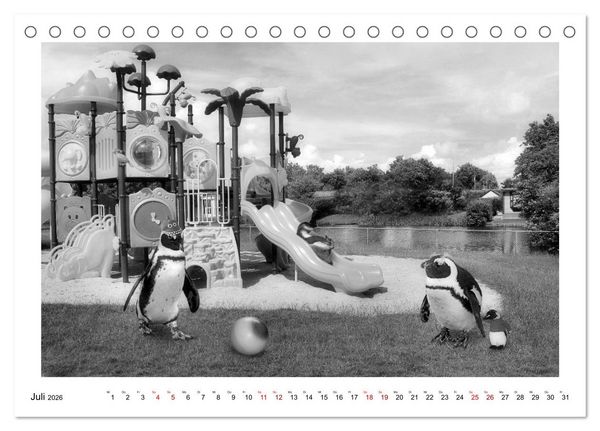 Produktbild: Pinguine privat (Tischkalender 2026 DIN A5 quer), CALVENDO Monatskalender
