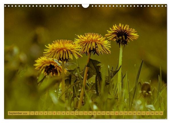 Produktbild: Wildwuchs 2026 (Wandkalender 2026 DIN A3 quer), CALVENDO Monatskalender