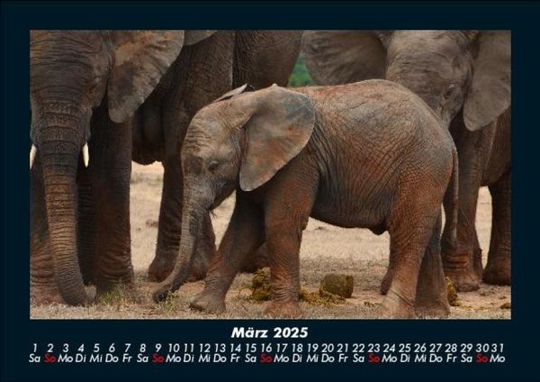 Produktbild: Welt der Tiere 2025 Fotokalender DIN A5