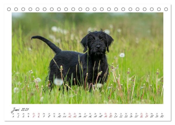 Produktbild: Riesenschnauzer - Herz auf vier Pfoten (Tischkalender 2027 DIN A5 quer), CALVENDO Monatskalender