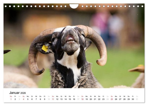 Produktbild: Bunte Welt des Bauernhofs (Wandkalender 2026 DIN A4 quer), CALVENDO Monatskalender