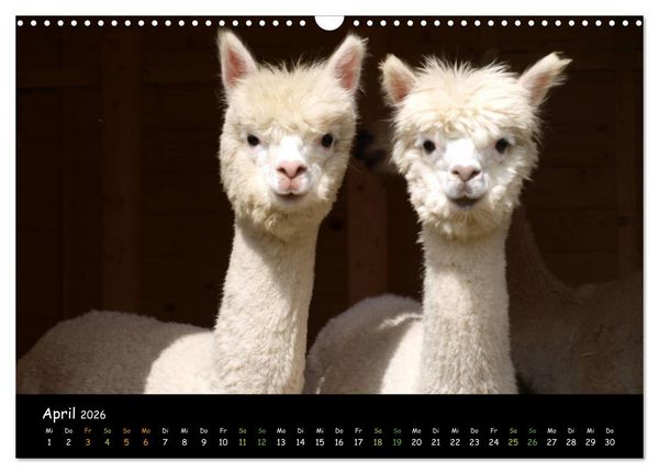 Produktbild: Alpakas zum Verlieben (Wandkalender 2026 DIN A3 quer), CALVENDO Monatskalender