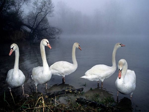 Produktbild: CALVENDO Puzzle stummen Schw&auml;ne. Frankreich | 1000 Teile Lege-Gr&ouml;&szlig;e 64x48cm Foto-Puzzle f&uuml;r gl&uuml;ckliche Stunden