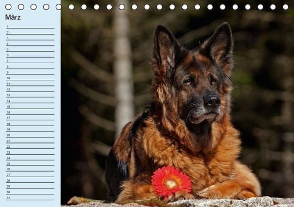 Produktbild: Der Schäferhunde-Geburtstagskalender (Tischkalender immerwährend DIN A5 quer)