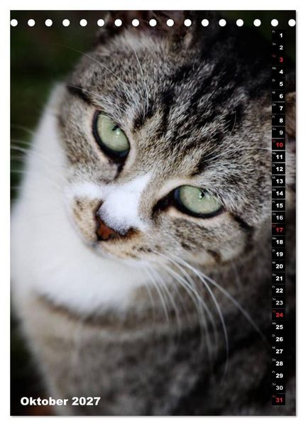 Produktbild: Istanbuls Katzen (Tischkalender 2027 DIN A5 hoch), CALVENDO Monatskalender