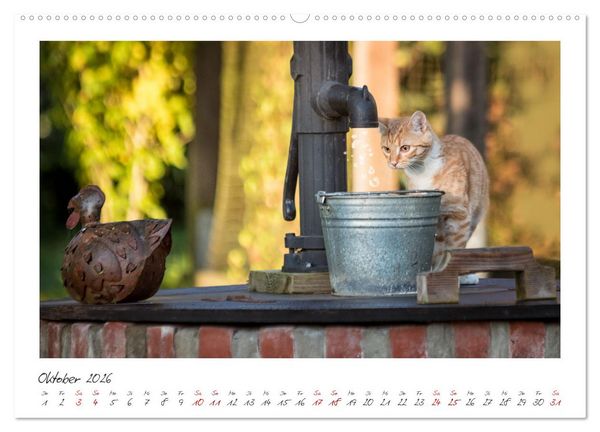Produktbild: Zauberhafte rote K&auml;tzchen (hochwertiger Premium Wandkalender 2026 DIN A2 quer), Kunstdruck in Hochglanz