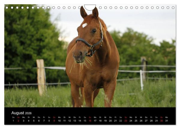 Produktbild: Faszination Pferde (Wandkalender 2026 DIN A4 quer), CALVENDO Monatskalender