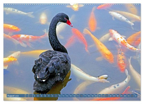 Produktbild: Koi: Juwelen im Teich (Wandkalender 2026 DIN A2 quer), CALVENDO Monatskalender