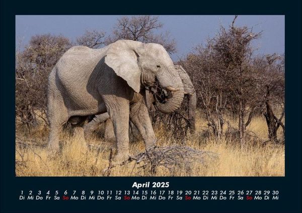 Produktbild: Elefanten 2025 Fotokalender DIN A4