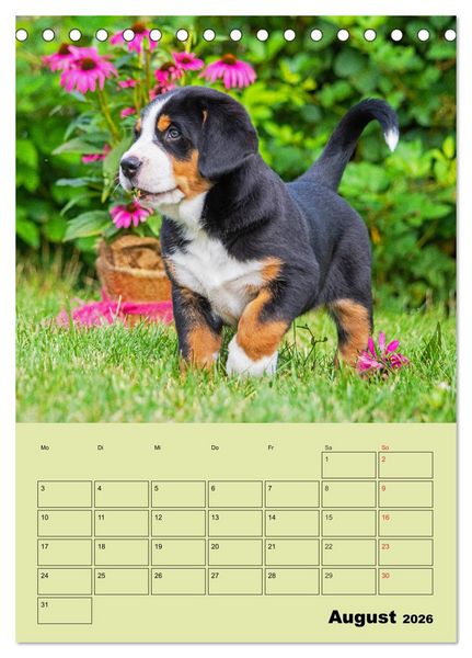 Produktbild: Familienplaner Gro&szlig;er Schweizer Sennenhund (Tischkalender 2026 DIN A5 hoch), CALVENDO Monatskalender