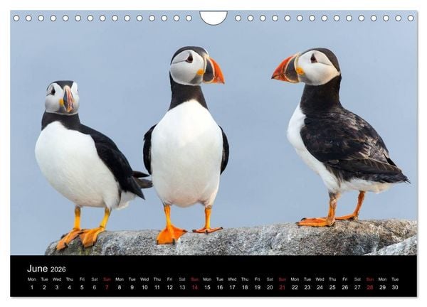 Produktbild: Scotland's Wildlife 2026 (Wall Calendar 2026 DIN A4 landscape), CALVENDO 12 Month Wall Calendar