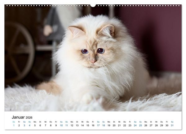 Produktbild: Heilige Birma Katzen mit traumhaft blauen Augen und wei&szlig;en Pf&ouml;tchen (Wandkalender 2026 DIN A2 quer), CALVENDO Monatskalender