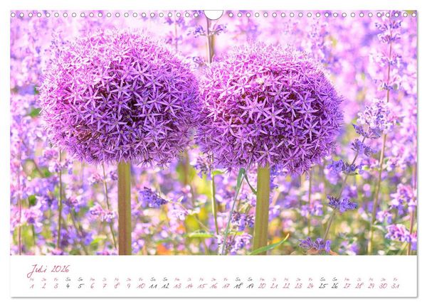 Produktbild: Bl&uuml;tentr&auml;ume in violett und pink (Wandkalender 2026 DIN A3 quer), CALVENDO Monatskalender