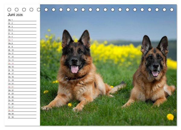 Produktbild: Deutsche Sch&auml;ferhunde - Liebenswerte Graunasen (Tischkalender 2026 DIN A5 quer), CALVENDO Monatskalender