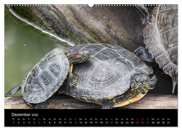 Produktbild: Wasserschildkr&ouml;ten (hochwertiger Premium Wandkalender 2026 DIN A2 quer), Kunstdruck in Hochglanz