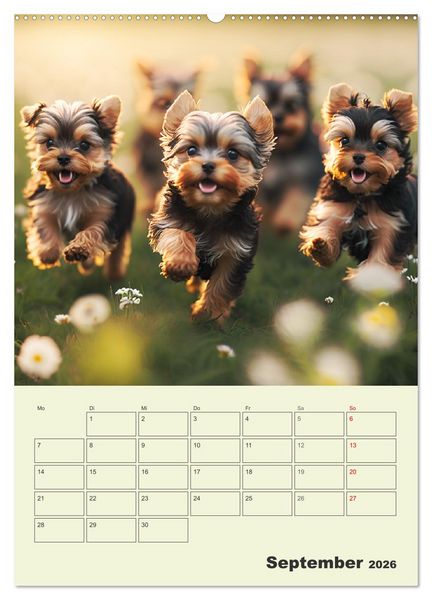 Produktbild: Yorkshire Terrier. Fr&ouml;hliche Energieb&uuml;ndel in Aktion (hochwertiger Premium Wandkalender 2026 DIN A2 hoch), Kunstdruck in Hochglanz