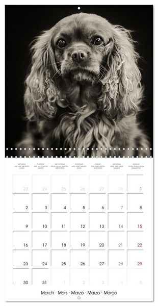 Produktbild: Portraits canins (Calendrier mural carr&eacute; 2026 30x30 cm) Calendrier double avec une page pour vos prises de notes