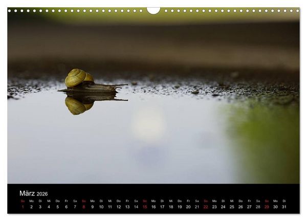 Produktbild: Kleine B&auml;nderschnecke ganz gro&szlig; - Gem&uuml;tlich durch das neue Jahr (Wandkalender 2026 DIN A3 quer), CALVENDO Monatskalender