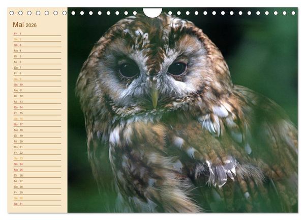 Produktbild: Eulen (Wandkalender 2026 DIN A4 quer), CALVENDO Monatskalender