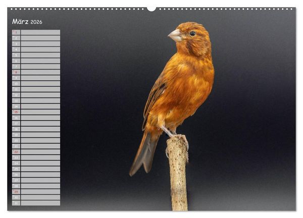 Produktbild: Kanarienv&ouml;gel - Bunte Welt (hochwertiger Premium Wandkalender 2026 DIN A2 quer), Kunstdruck in Hochglanz