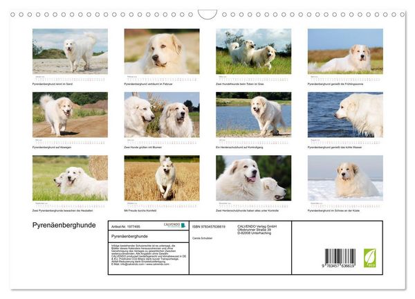 Produktbild: Pyren&auml;enberghunde (Wandkalender 2026 DIN A3 quer), CALVENDO Monatskalender