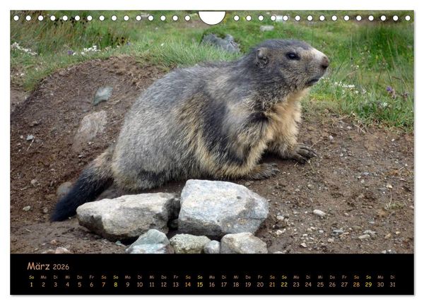 Produktbild: Wildlife - Verspielte Murmeltiere (Wandkalender 2026 DIN A4 quer), CALVENDO Monatskalender