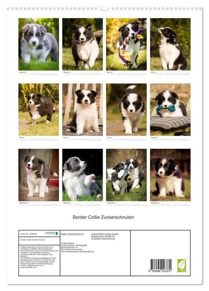 Produktbild: Border Collie Zuckerschnuten (hochwertiger Premium Wandkalender 2027 DIN A2 hoch), Kunstdruck in Hochglanz