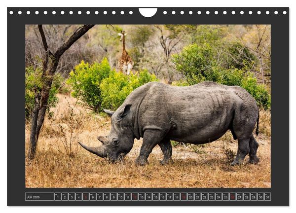 Produktbild: Das Wei&szlig;e Nashorn (Wandkalender 2026 DIN A4 quer), CALVENDO Monatskalender