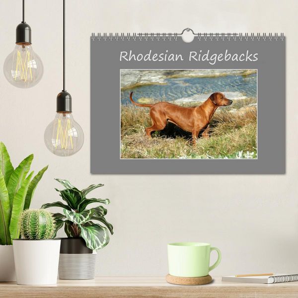 Produktbild: Rhodesian Ridgebacks (Wall Calendar 2026 DIN A4 landscape), CALVENDO 12 Month Wall Calendar