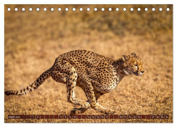 Produktbild: Amazing Cheetahs (Desk Calendar 2026 DIN A5 landscape), CALVENDO 12 Month DeskCalendar
