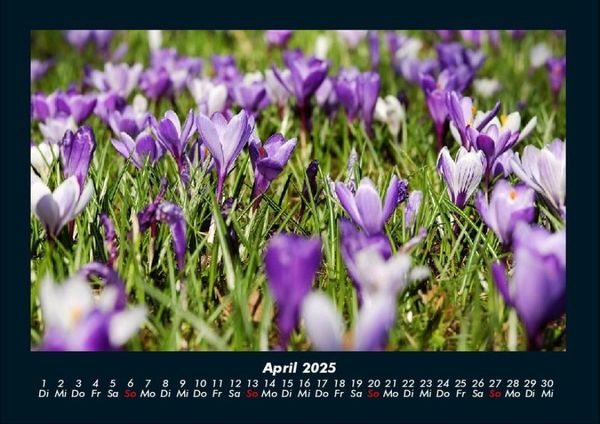 Produktbild: Blumentr&auml;ume 2025 Fotokalender DIN A4