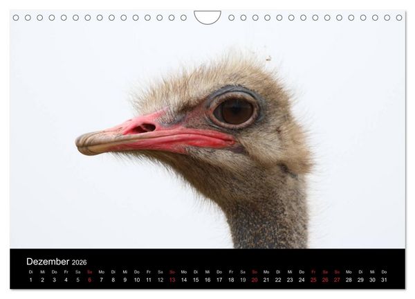 Produktbild: Strau&szlig;en-Kalender 2026 (Wandkalender 2026 DIN A4 quer), CALVENDO Monatskalender