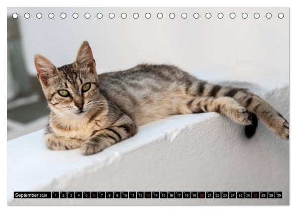 Produktbild: Griechische Katzen (Tischkalender 2026 DIN A5 quer), CALVENDO Monatskalender