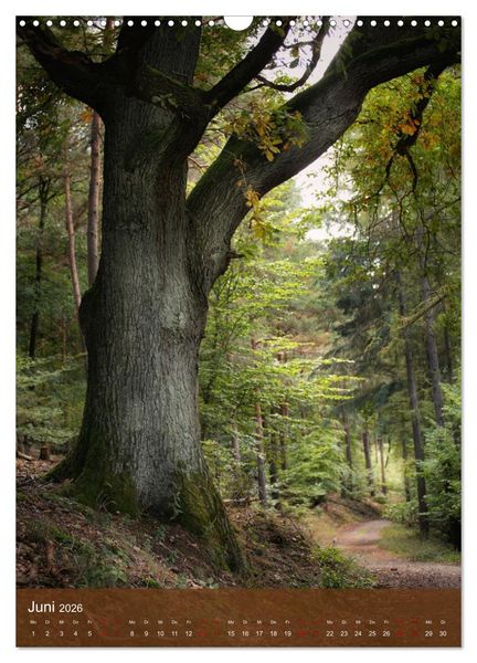 Produktbild: Klimaretter Baum (Wandkalender 2026 DIN A3 hoch), CALVENDO Monatskalender