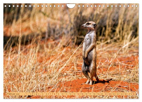 Produktbild: Afrikas Tierwelt - Erdm&auml;nnchen (Wandkalender 2026 DIN A4 quer), CALVENDO Monatskalender