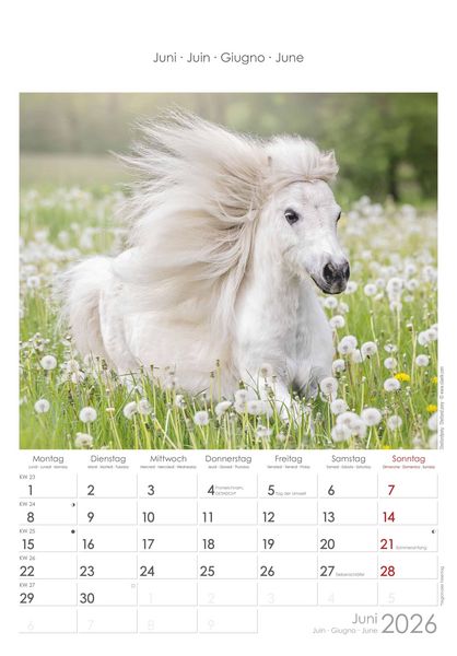 Pferde 2026 - Bildkalender 23,7x34 cm - Kalender mit Platz für Notizen - mit vielen Zusatzinformationen - Horses - Wandkalender - Alpha Edition