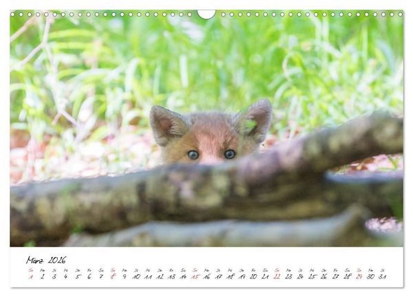 Produktbild: Fuchs entdeckt - im Naturparadies der Mecklenburgischen Seenplatte (Wandkalender 2026 DIN A3 quer), CALVENDO Monatskalender
