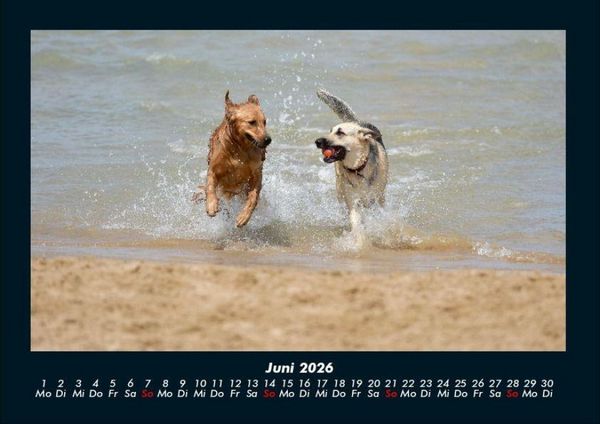 Produktbild: Hundezauber 2026 Fotokalender DIN A4