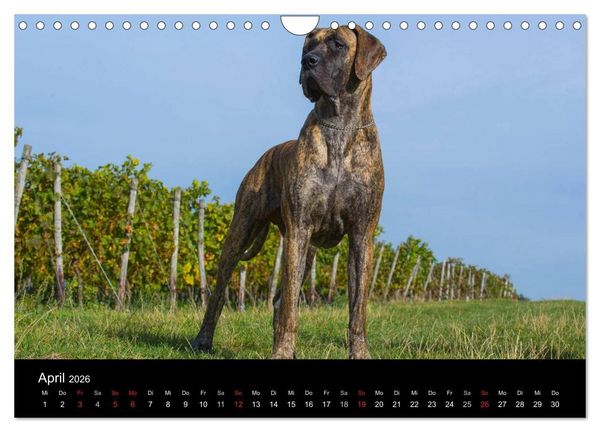 Produktbild: Deutsche Dogge 2026 (Wandkalender 2026 DIN A4 quer), CALVENDO Monatskalender