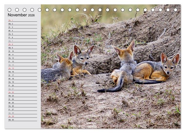 Produktbild: Afrikas wildes Kinderzimmer (Tischkalender 2026 DIN A5 quer), CALVENDO Monatskalender
