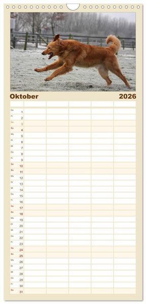 Produktbild: Familienplaner 2026 - Hovawart - nat&uuml;rlich blond mit 5 Spalten (Wandkalender, 21 x 45 cm) CALVENDO