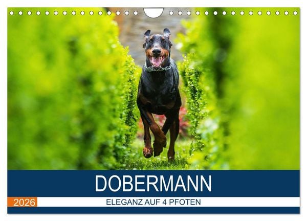 Produktbild: Dobermann 2026 (Wandkalender 2026 DIN A4 quer), CALVENDO Monatskalender